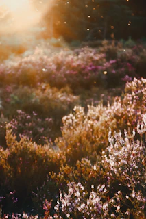 Sunlight filtering through a blooming meadow where bees are busy collecting nectar.