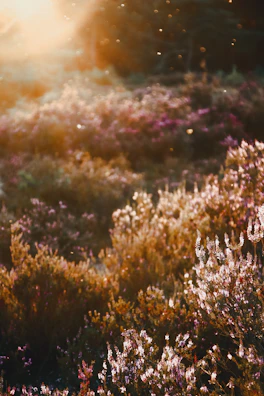 Sunlight casting warm hues on delicate wildflowers in a quiet meadow.
