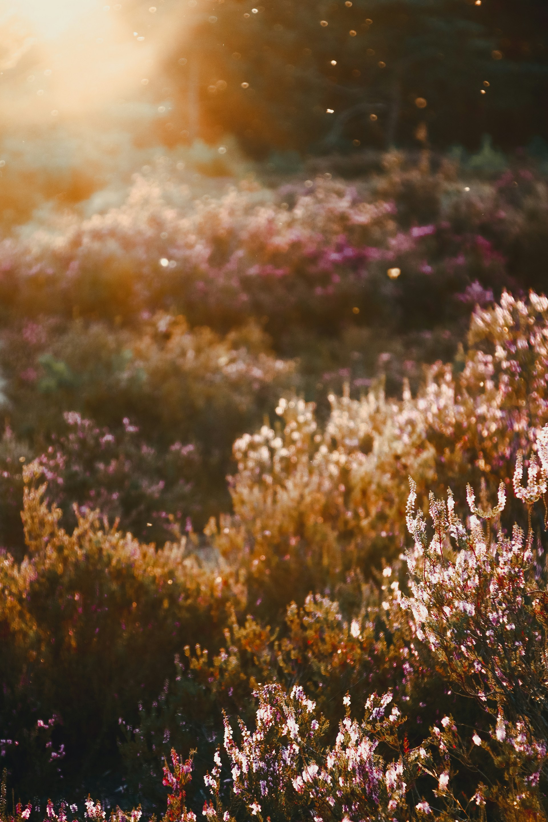 Sunlight filtering through blooming wildflowers in a quiet meadow, with a child reaching out to touch the petals.