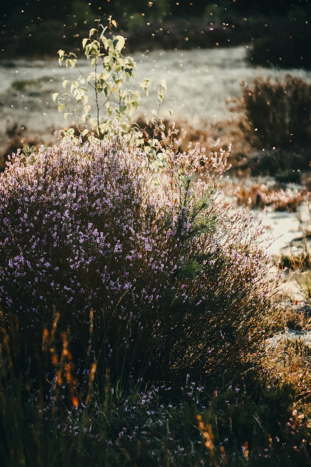 brown and white plant on brown field