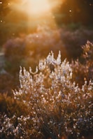 Sunlight filtering through a garden of lavender in full bloom.