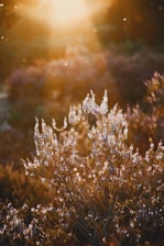 A serene lavender field at dawn with soft golden sunlight filtering through.