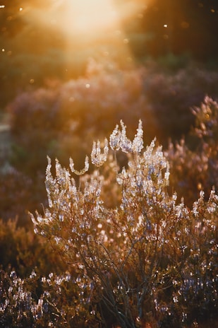 Sunlit hands weaving lavender bundles in golden afternoon light.