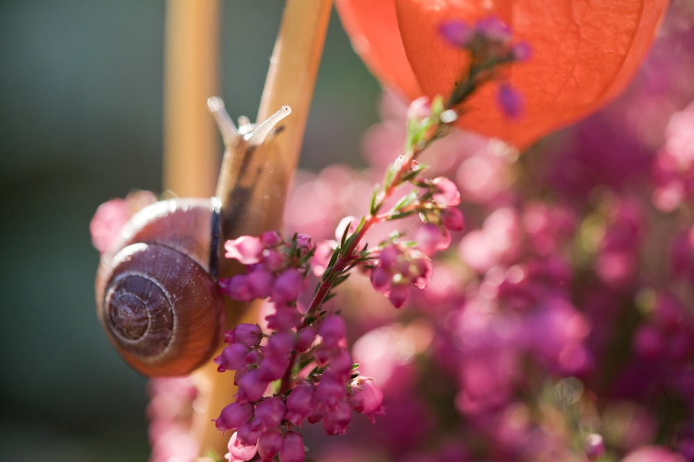 brown snail on red flower