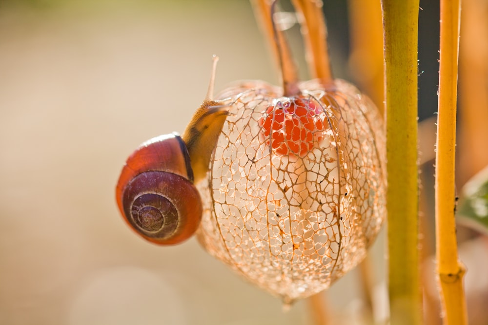 brown and red flower bud in macro lens photography