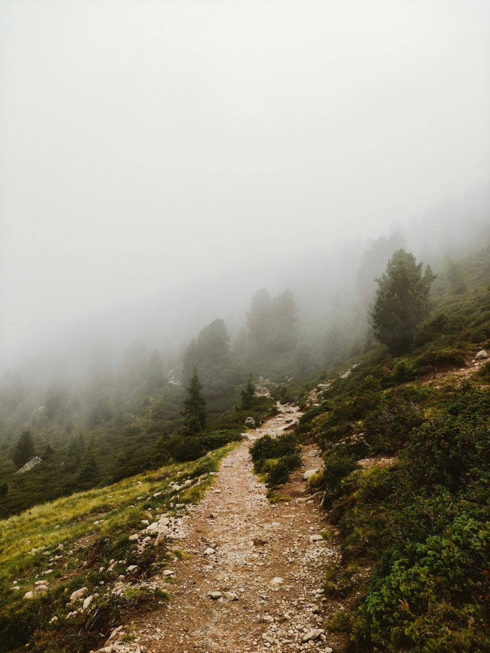 green grass field with fog