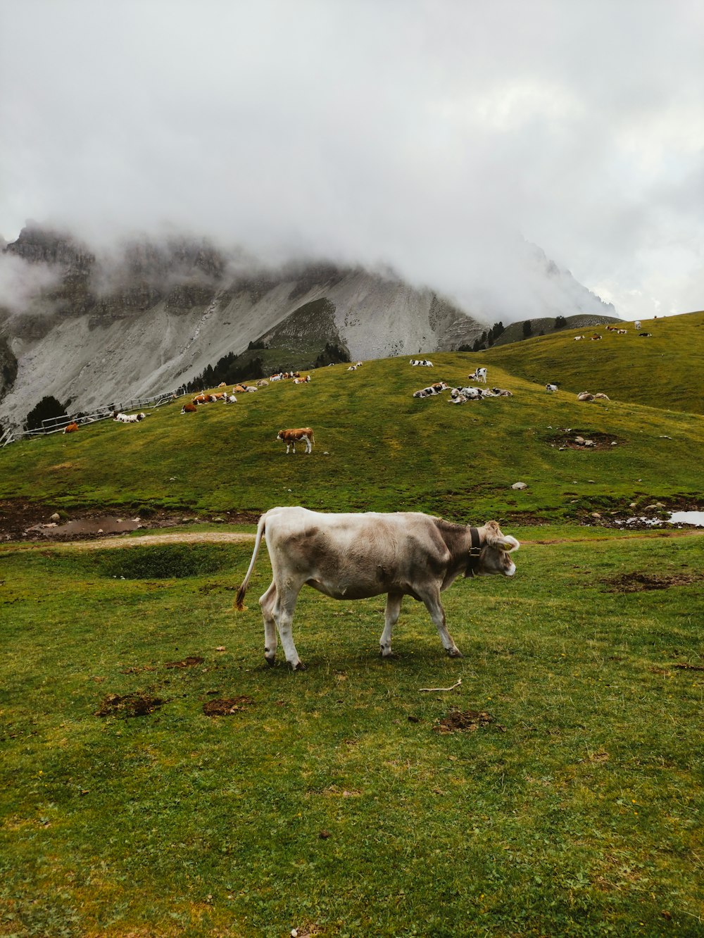 white cow on green grass field near mountain during daytime