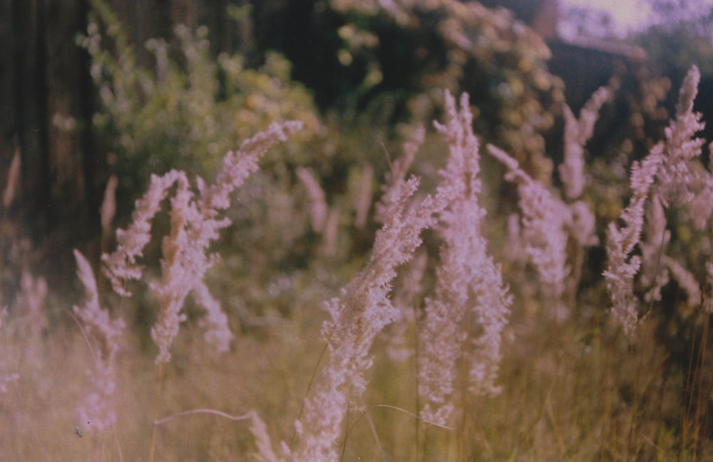 pink and white flowers during daytime