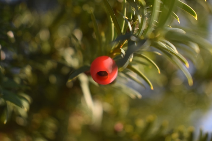 Close-up of delicate Arbutus unedo berries hanging on a branch in soft morning light.