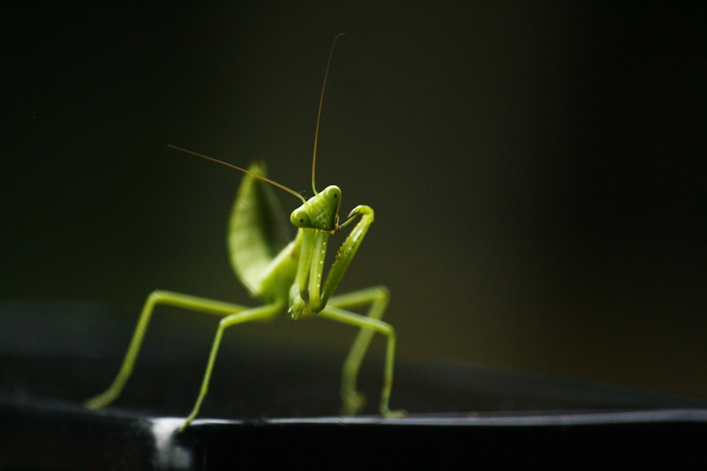 green praying mantis on black background