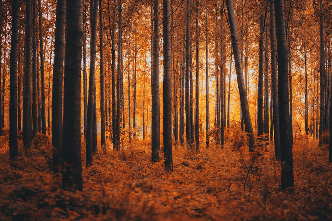 brown trees on brown field during daytime