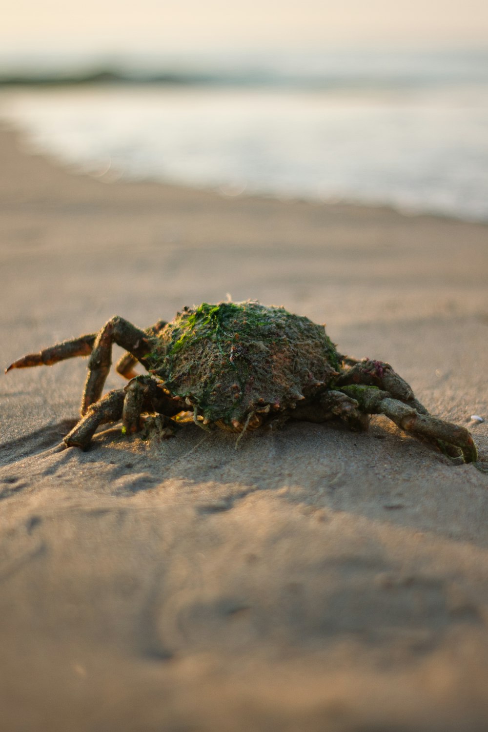 green and brown crab on brown sand during daytime