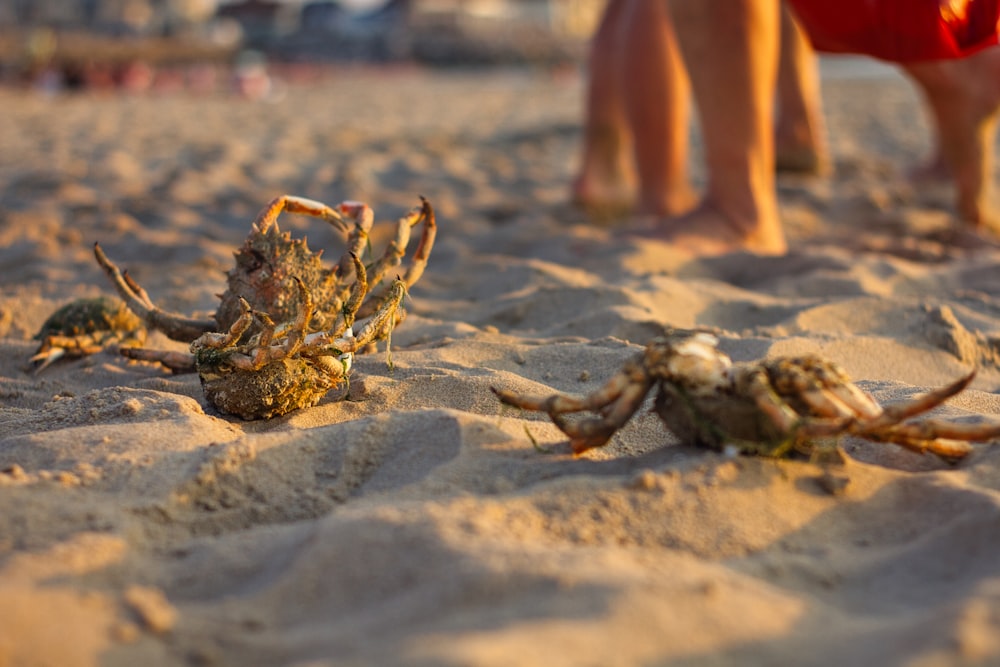 brown crab on gray sand during daytime