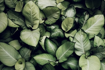 A dense cluster of green, broad-leafed tropical plants. Each leaf has a prominent central vein and appears slightly glossy, with various shades of green ranging from light to dark. Some leaves have water droplets on them, adding to the lush appearance.