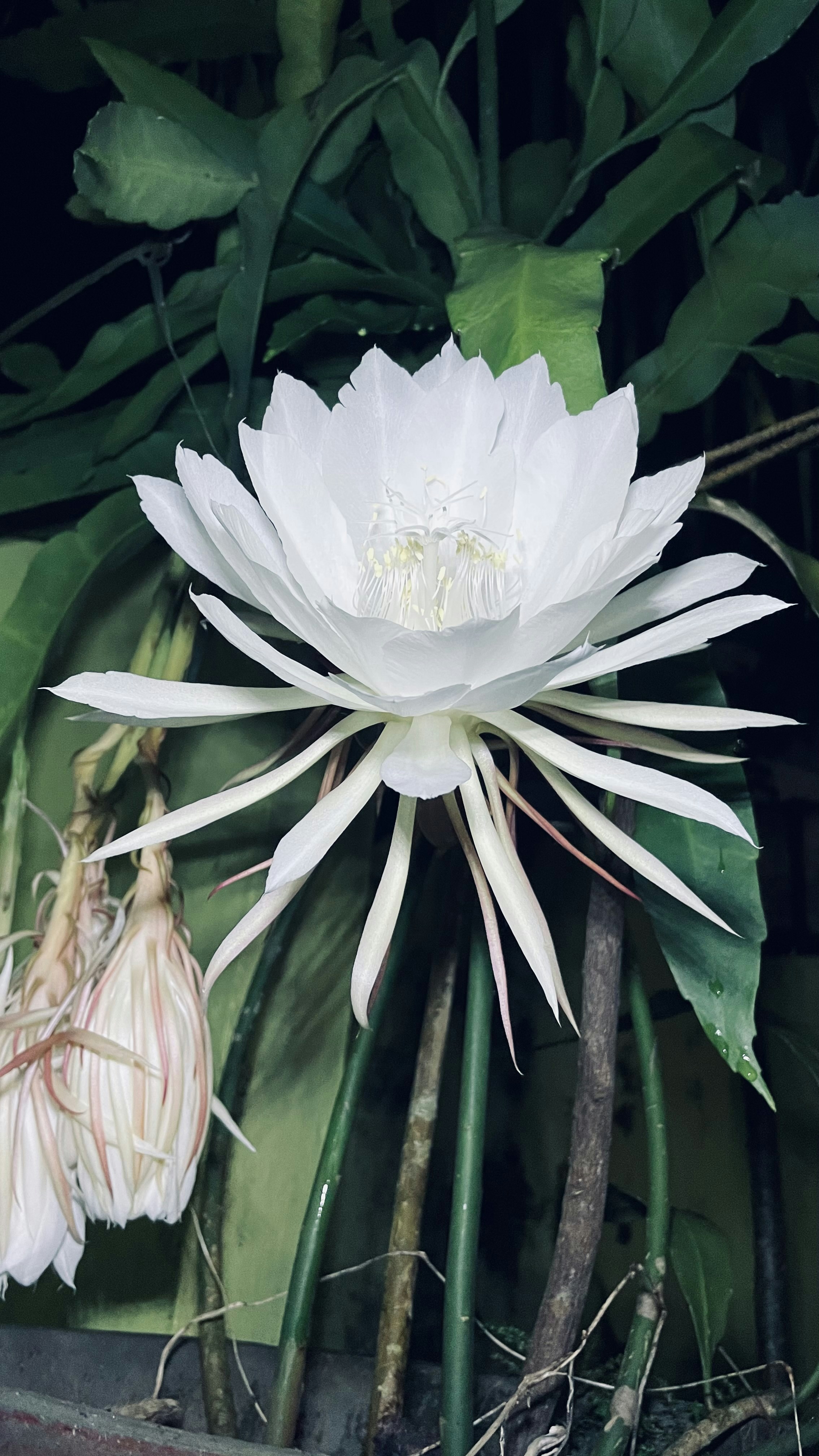 Night blooming cactus - Epiphyllum oxypetalum