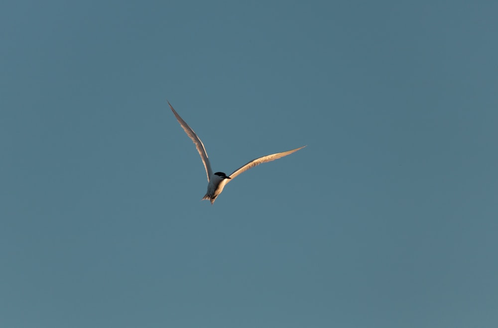 Schwarz-weißer Vogel, der tagsüber unter blauem Himmel fliegt