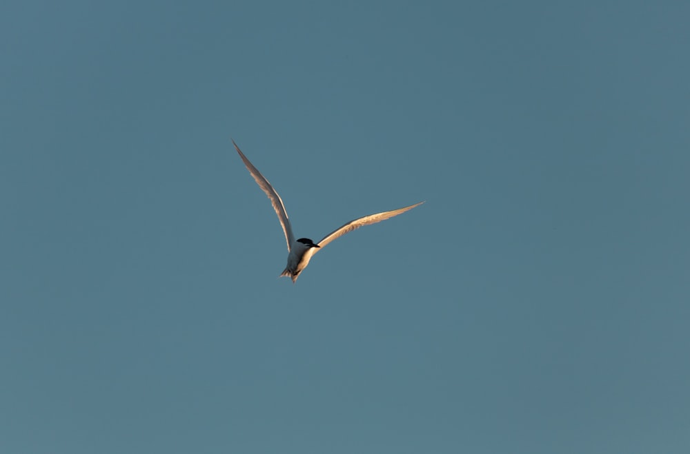 black and white bird flying under blue sky during daytime