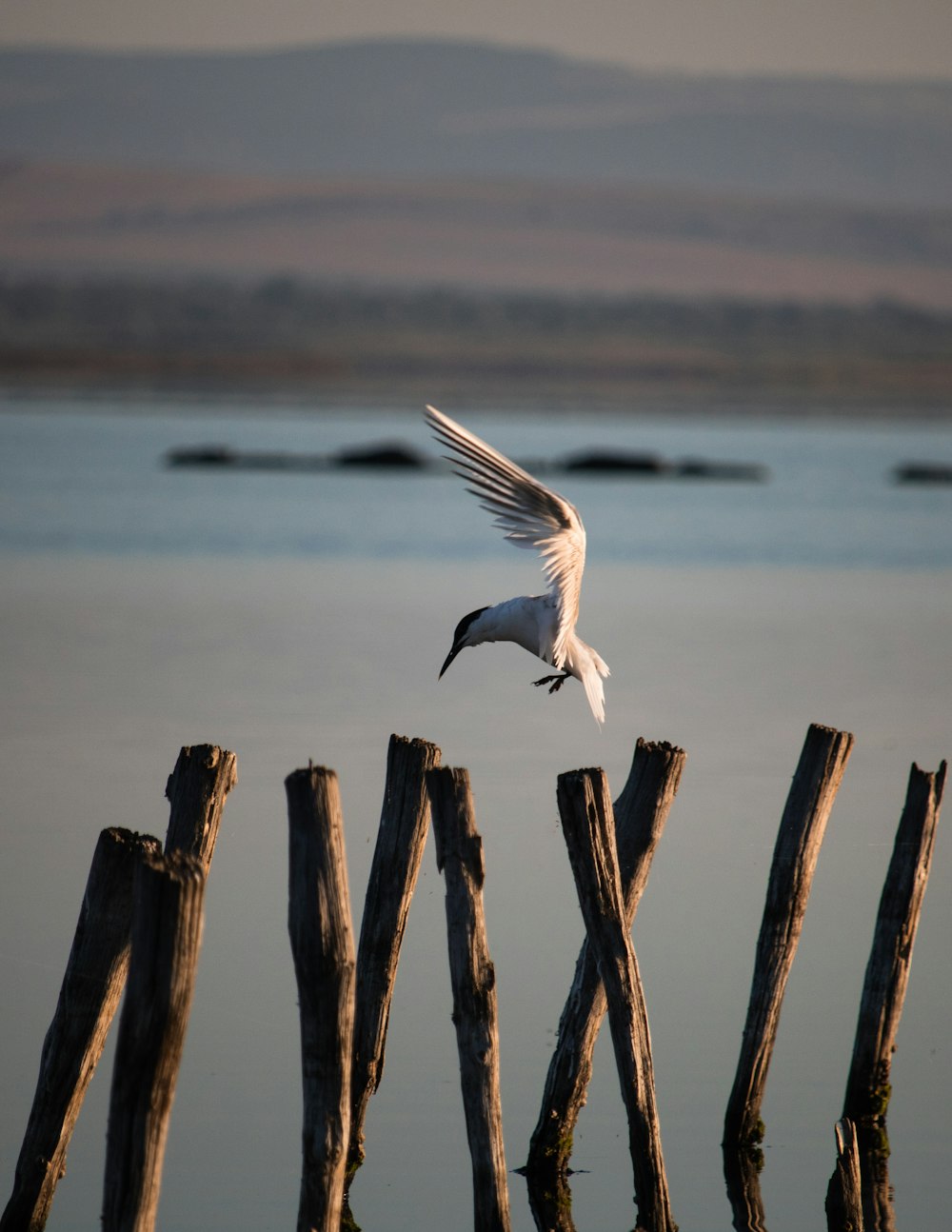white bird on brown wooden post during daytime