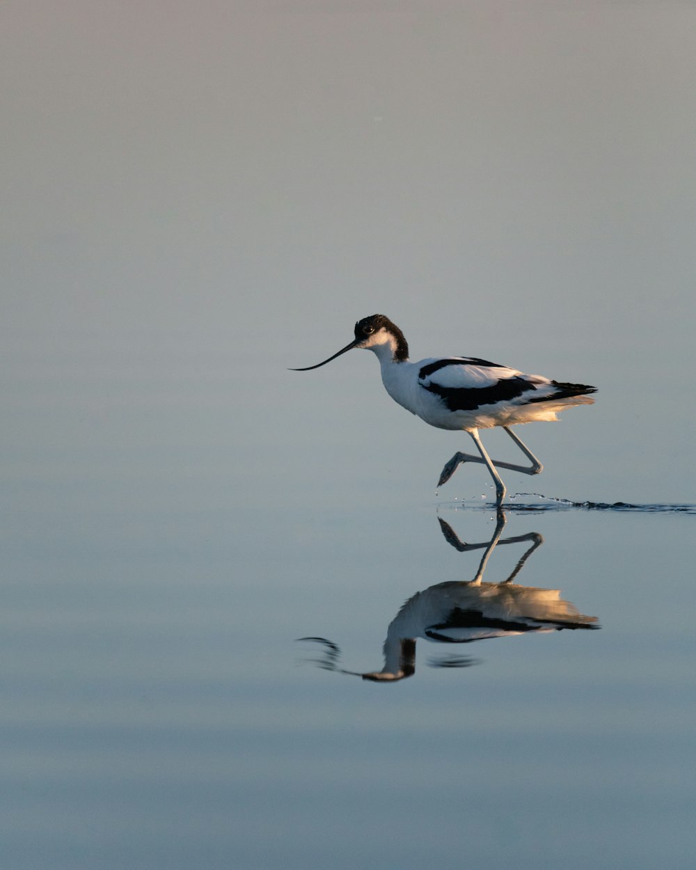 white and black bird on water