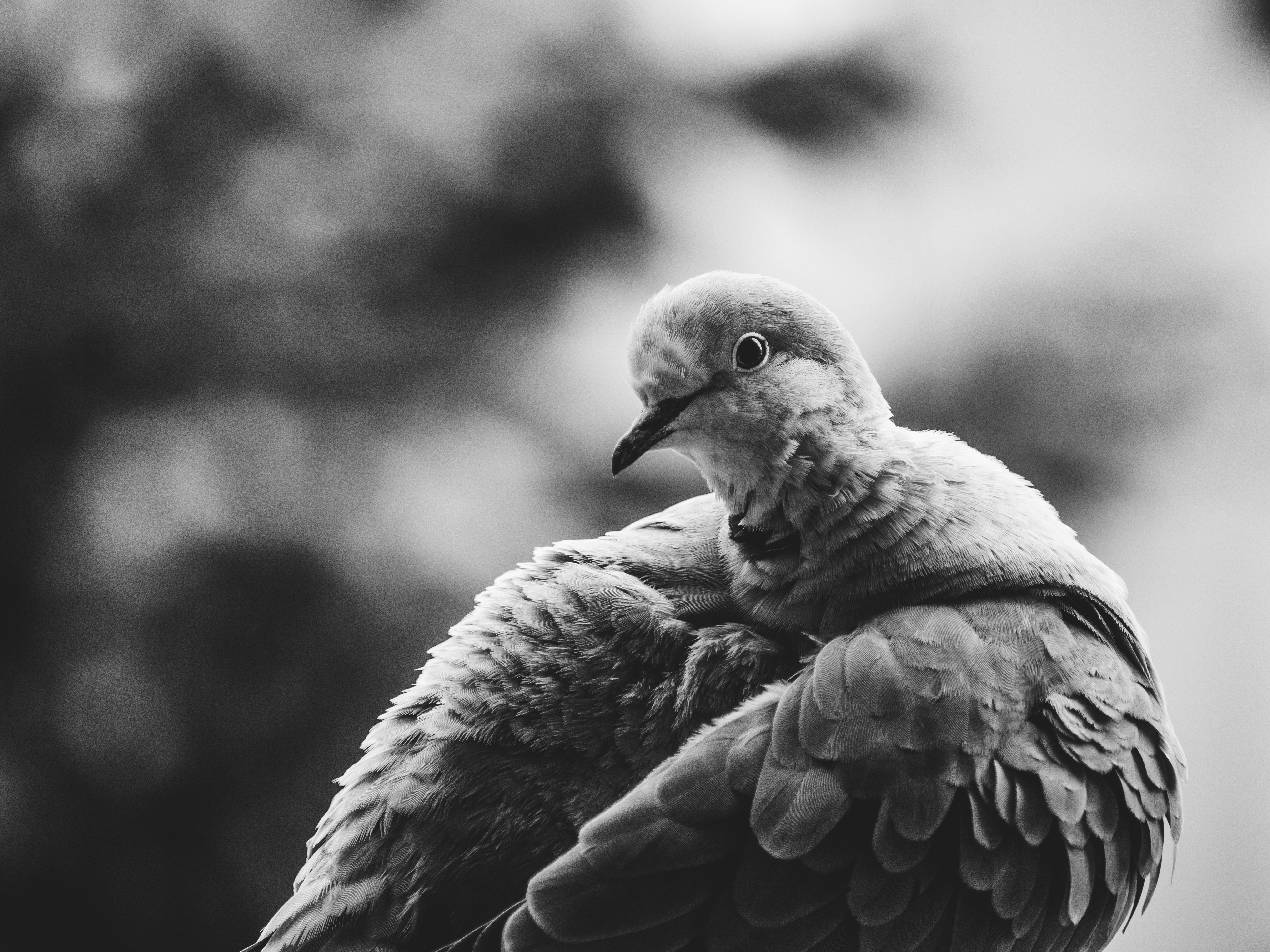 grayscale photo of bird in flight