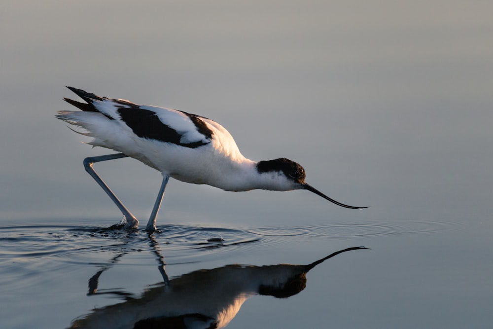 pássaro branco e preto na água durante o dia