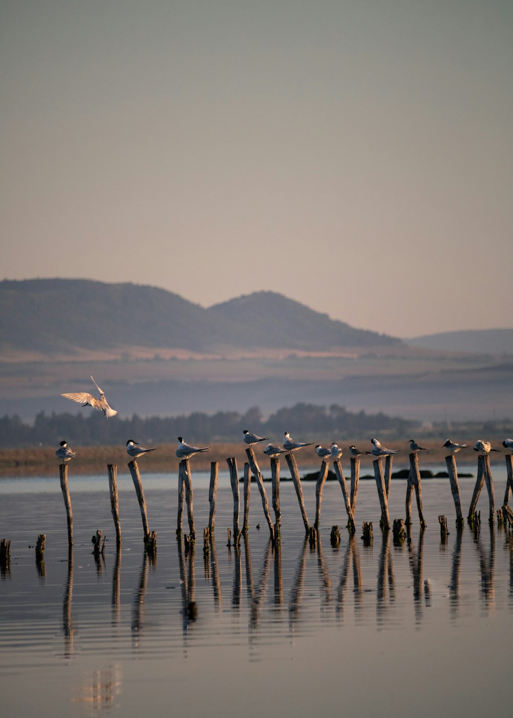 flock of birds flying over the sea during daytime