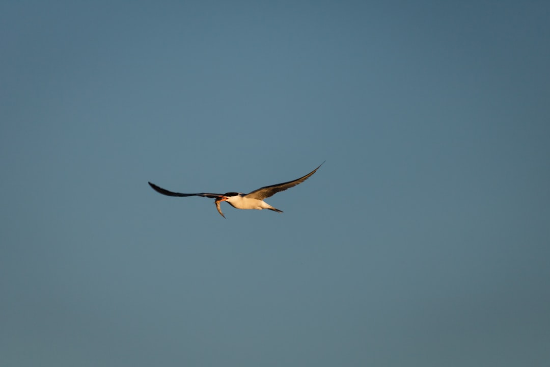 white and black bird flying