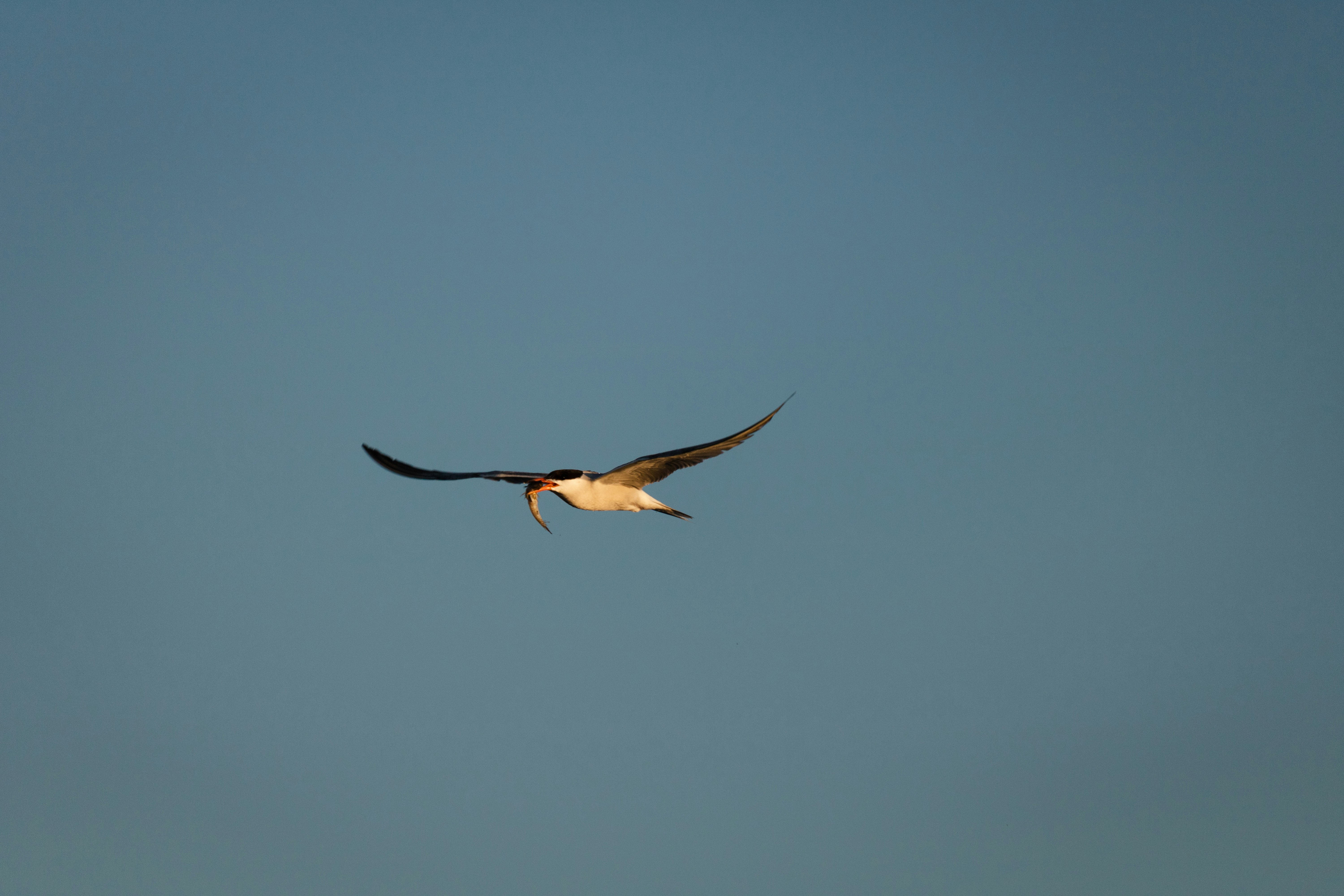 white and black bird flying