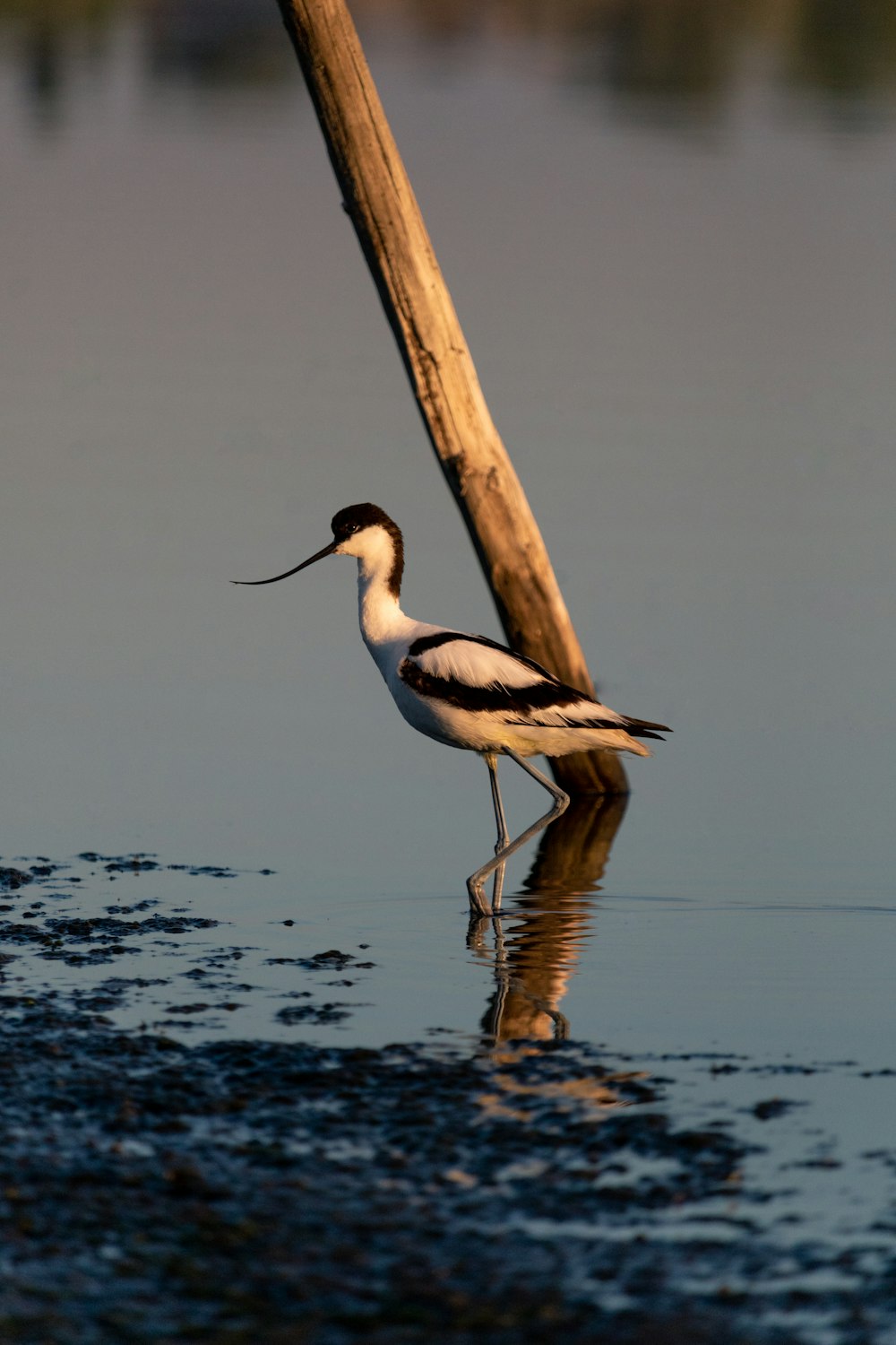 weißer und schwarzer Vogel auf braunem Holzstab tagsüber auf Wasser