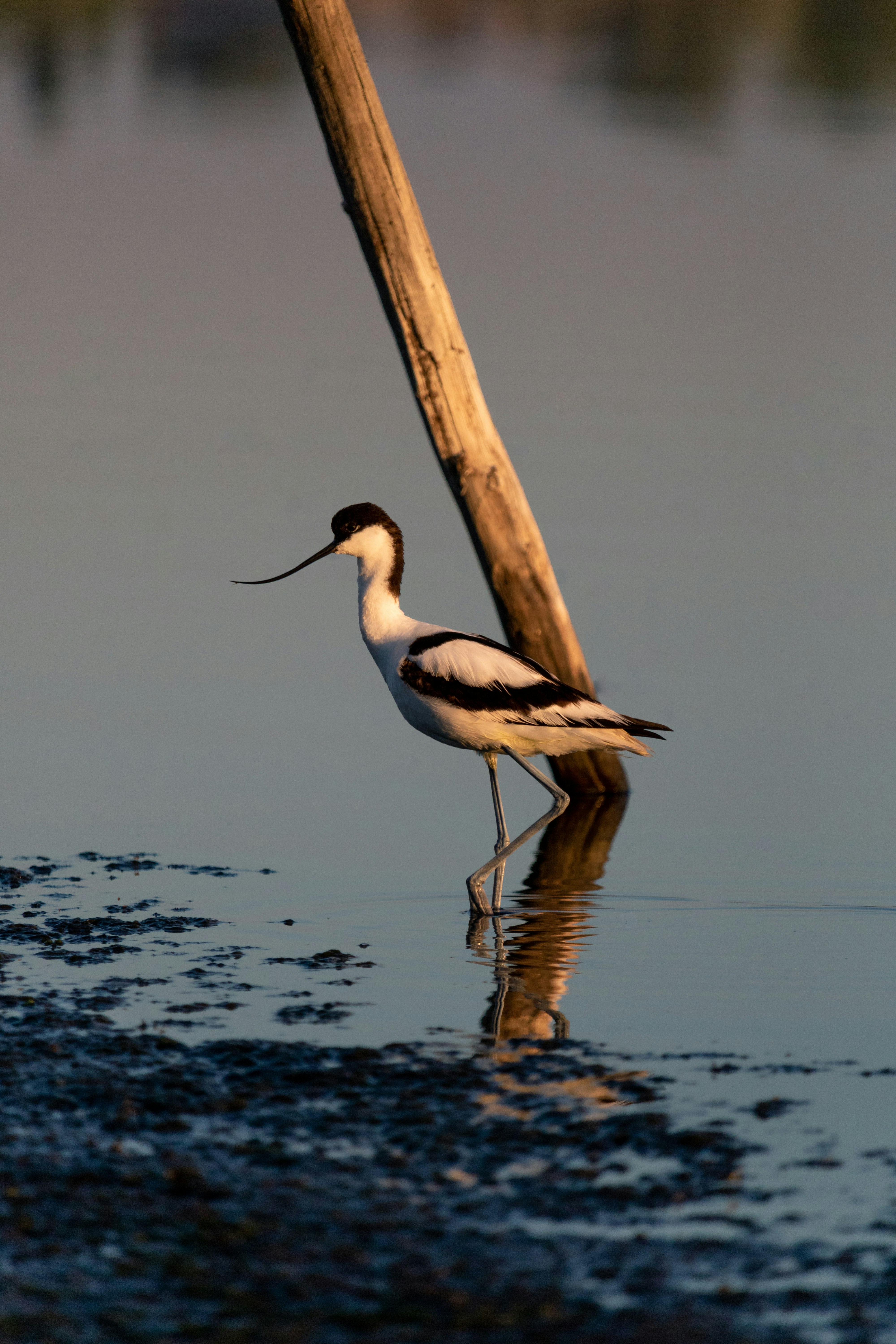 white and black bird on brown wooden stick on water during daytime
