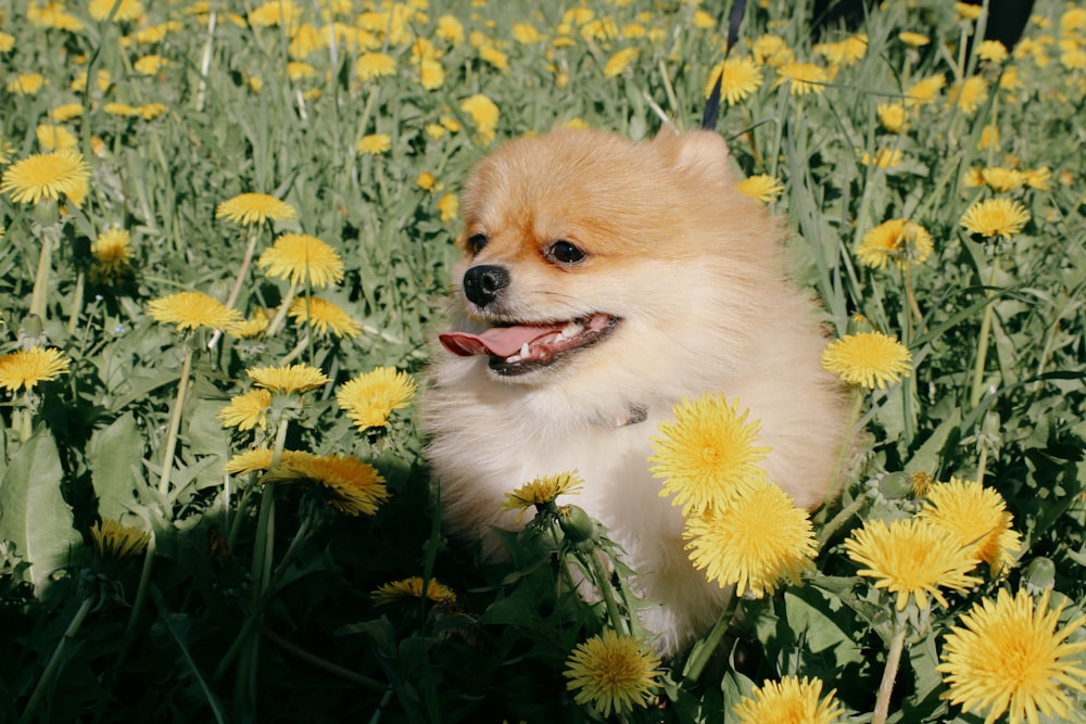 brown pomeranian puppy on green grass field