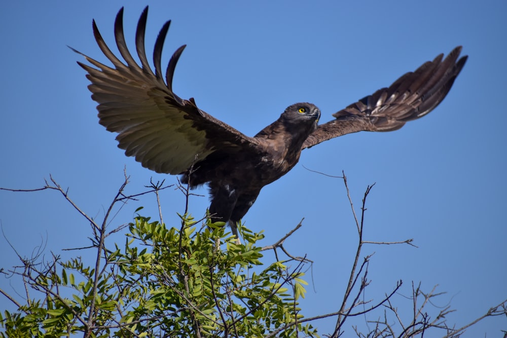 black and white bird flying over green tree during daytime