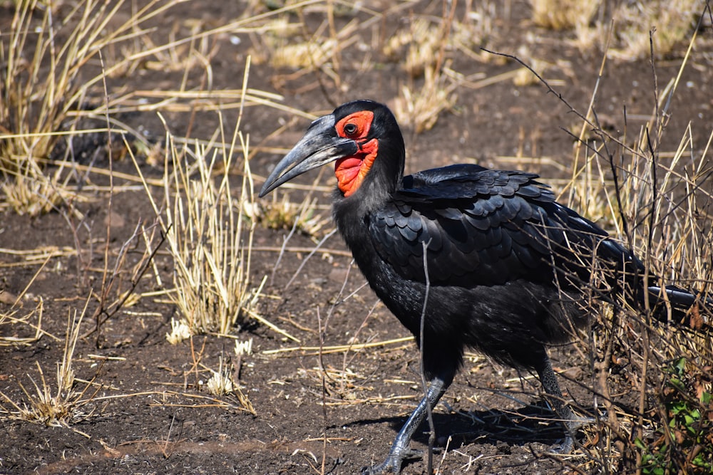 black and yellow bird on brown grass during daytime