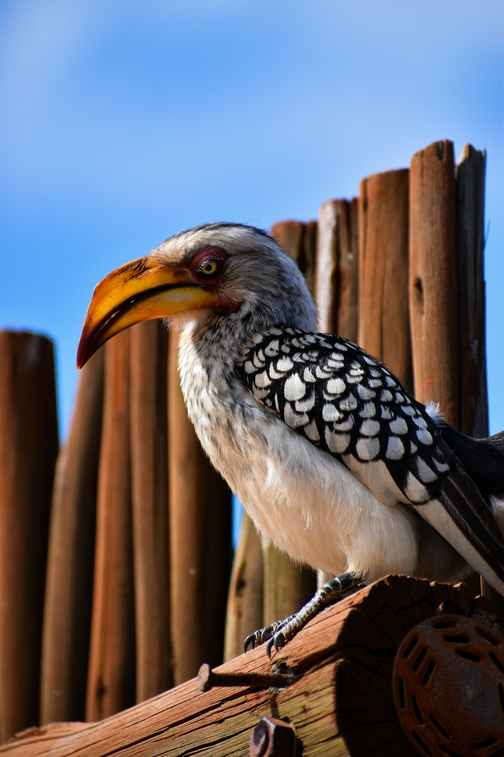 pássaro preto e branco na cerca de madeira marrom durante o dia