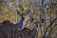 Top Cocktail Bars in Kruger National Park for a Properly Made Drink