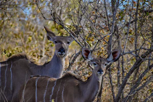 Kruger National Park