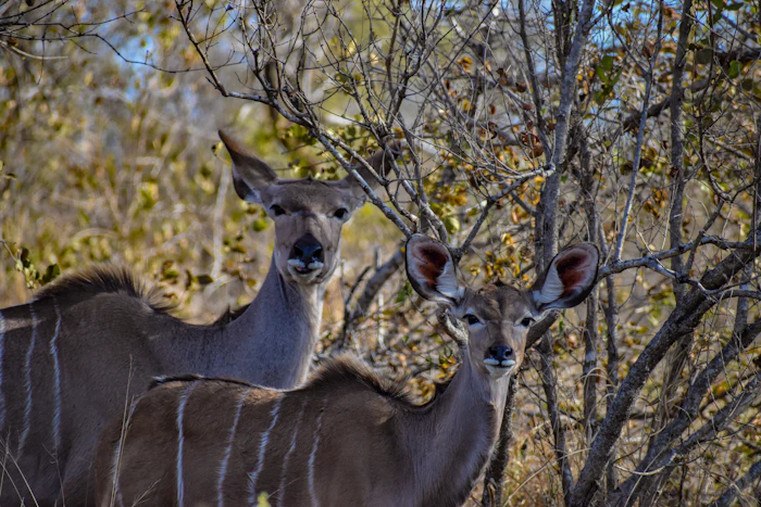 Top Cocktail Bars in Kruger National Park for a Properly Made Drink