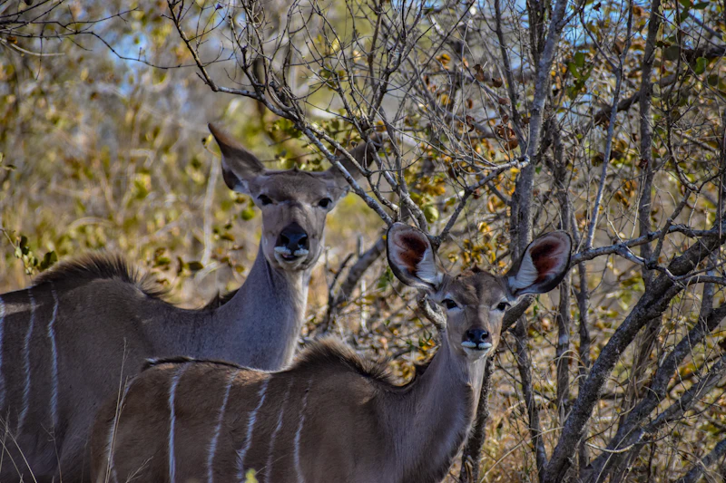 Top Cocktail Bars in Kruger National Park for a Properly Made Drink