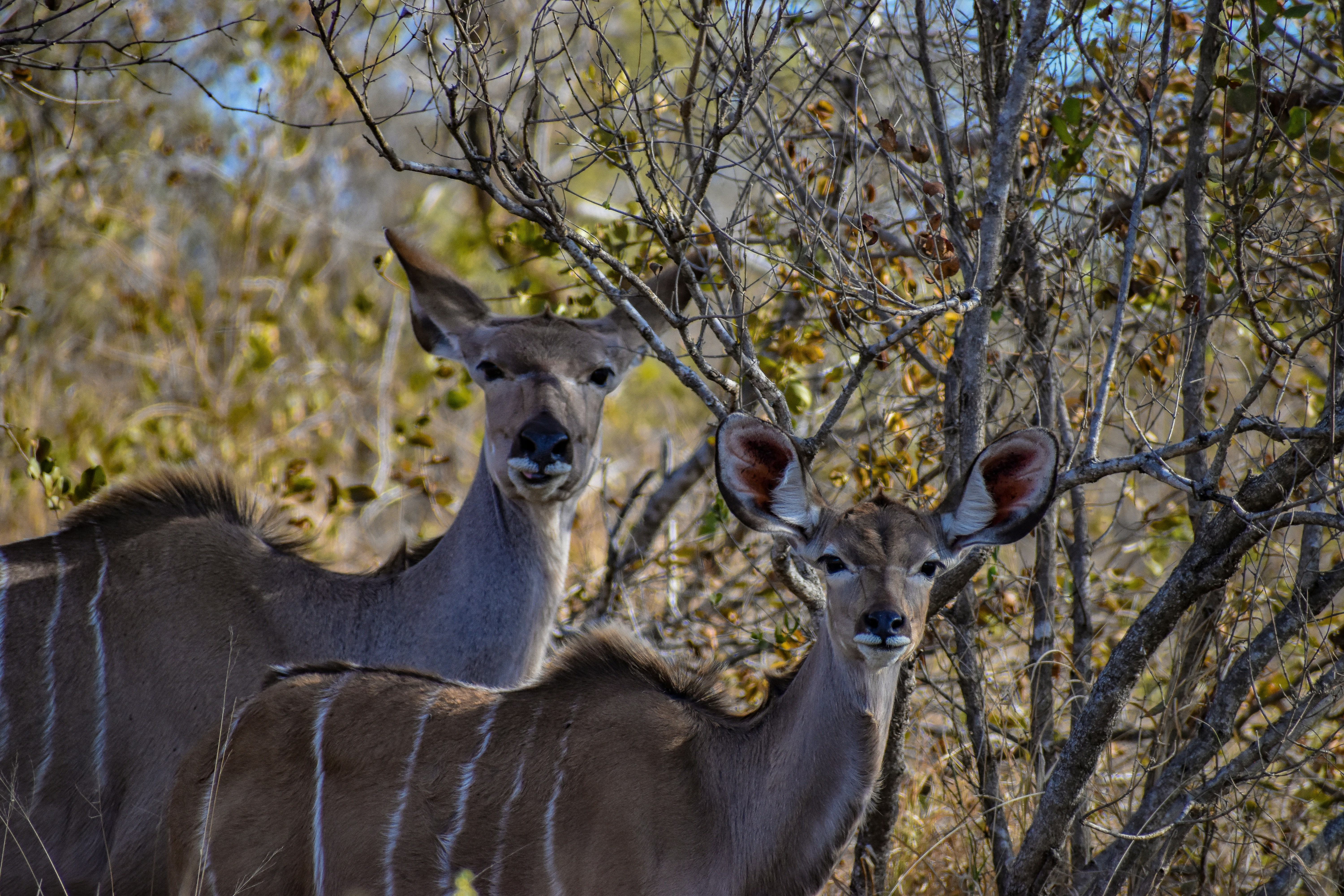 Mother and baby Kudus. Shot in the Kruger National Park, South Africa.