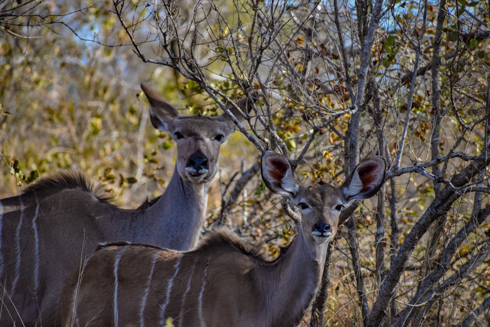 brown deer on green grass during daytime