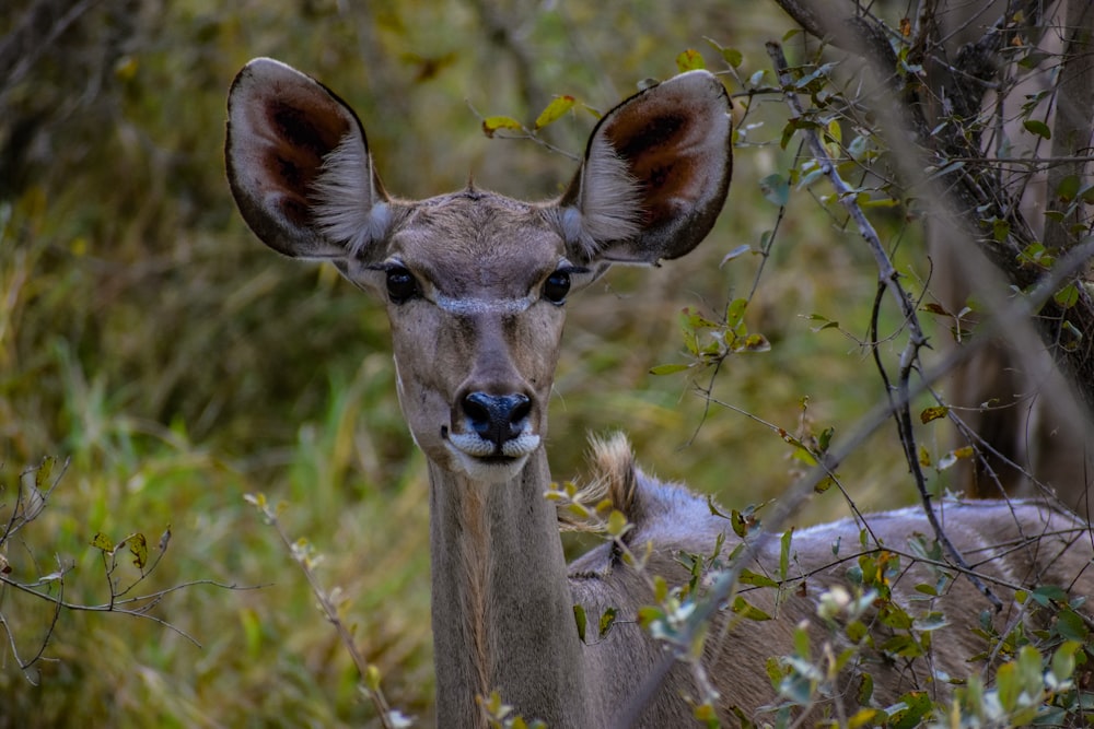 gray and white deer on green grass during daytime