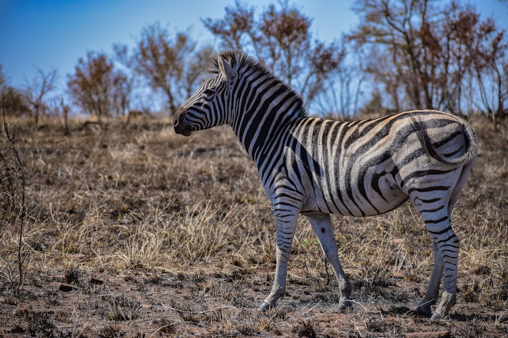 zebra standing on brown grass field during daytime