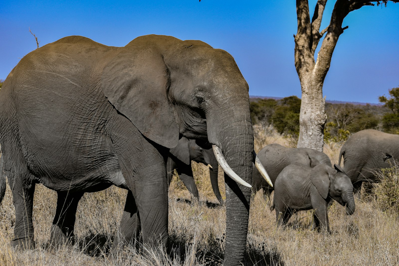 An elephant family with a young calf walking through dry grass in Kruger National Park