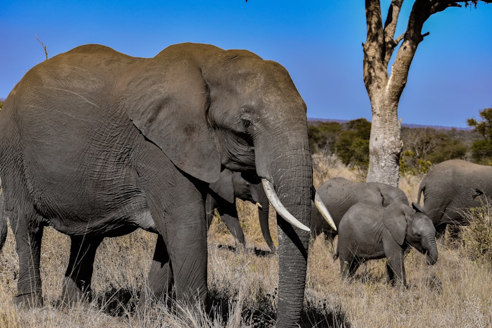 grey elephant walking on brown grass field during daytime