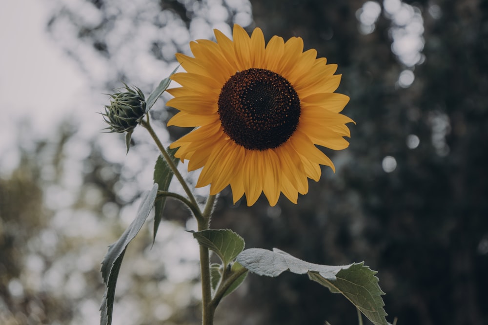 yellow sunflower in close up photography