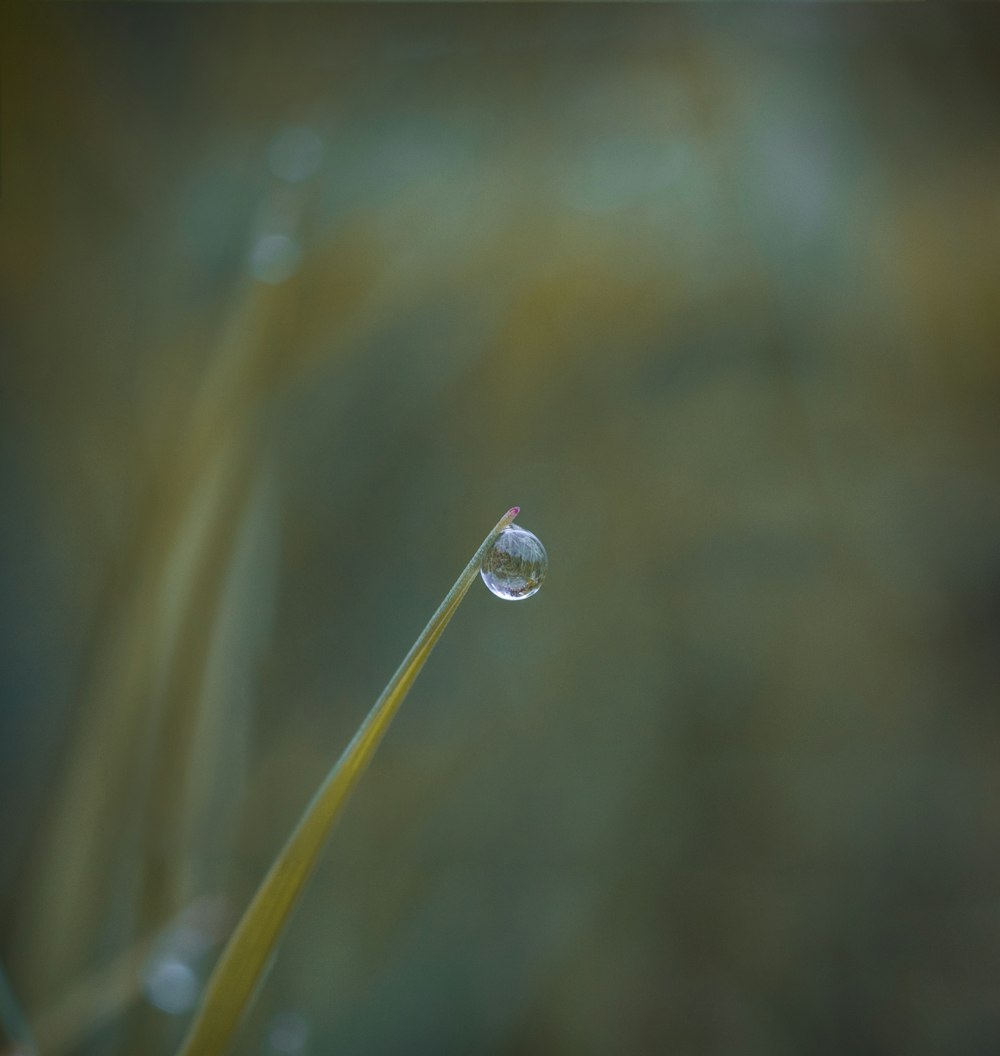 water droplet on green plant