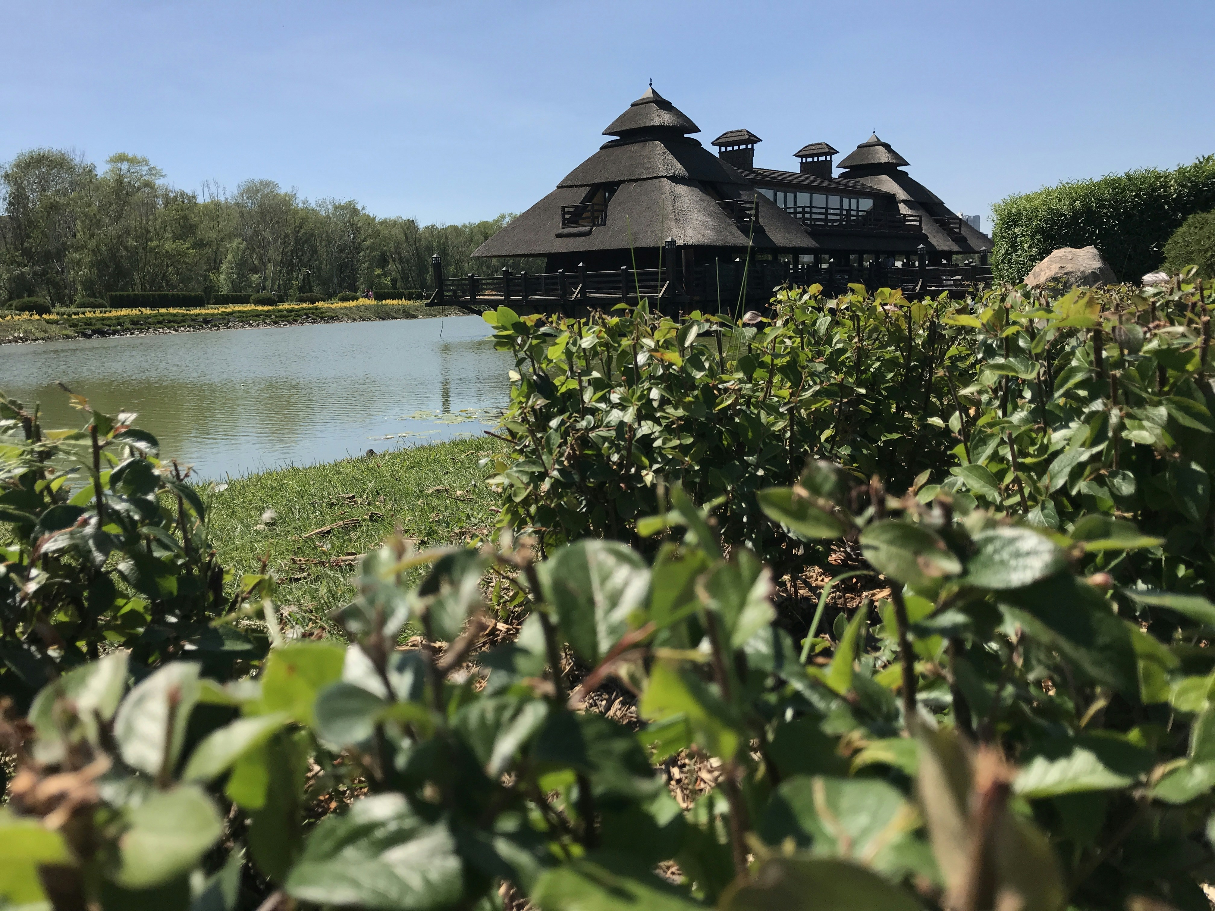 green trees near body of water during daytime