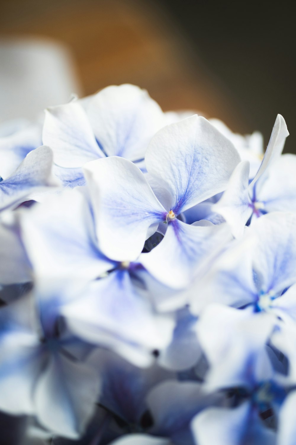 blue flower in macro shot