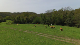 A smiling farmer using a smartphone in a lush green field with cows grazing nearby.