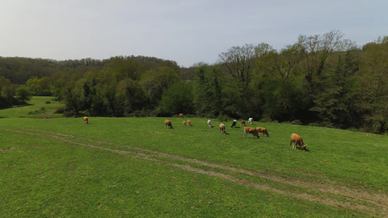 A smiling farmer using a smartphone in a lush green field with cows grazing nearby.